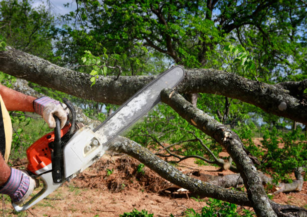 Best Tree Branch Trimming  in Hamilton, MO